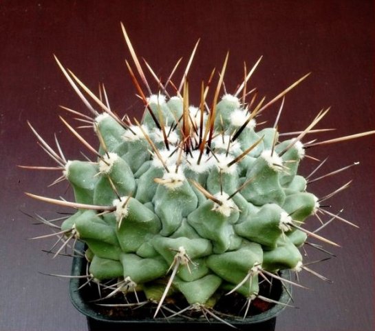 Thelocactus_lloydii_1